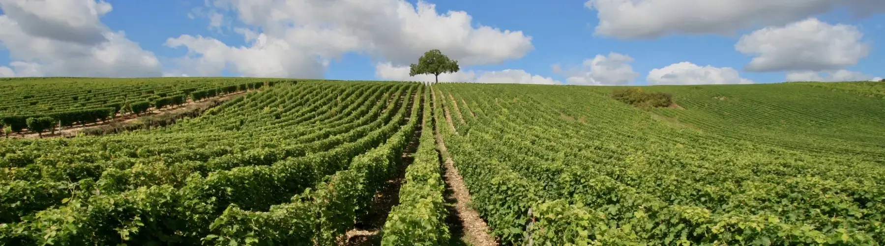 SB Lakshmi Travel   Gaillac 2 Banner Site