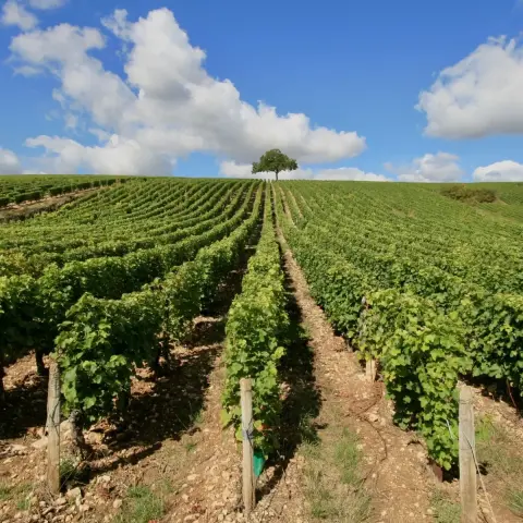 SB Lakshmi Travel   Gaillac 4 Agenda